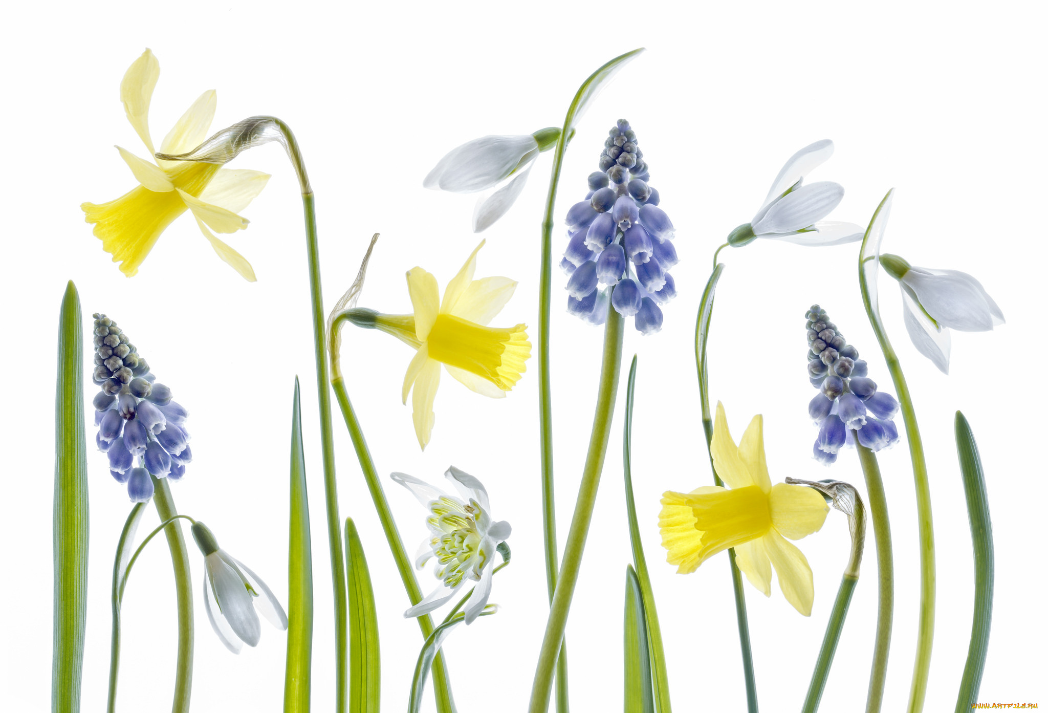 Цветы весны картинки для детей. Нарциссы и подснежники. Гиацинт пролеска. Подснежники и мышиный гиацинт. Растения на белом фоне.